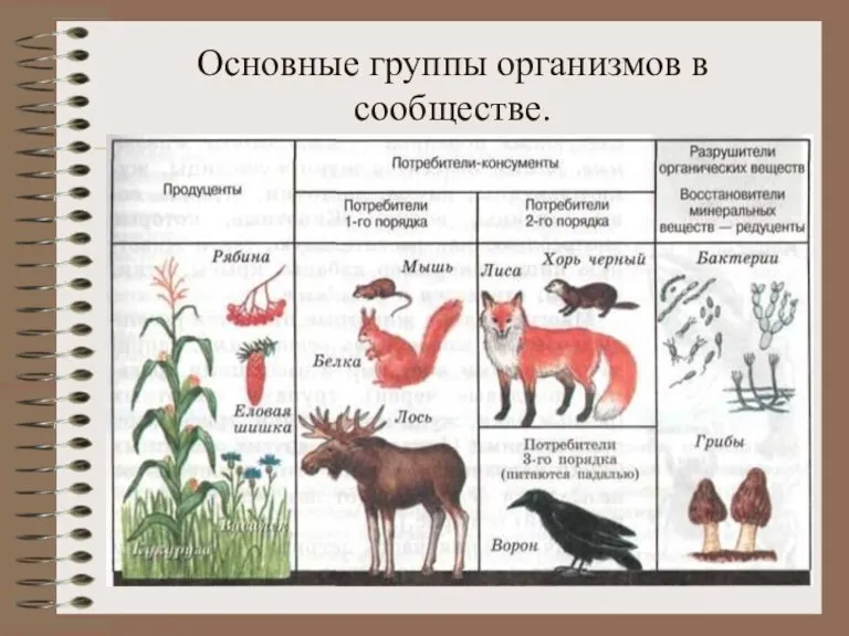 Основные группы организмов в сообществе.