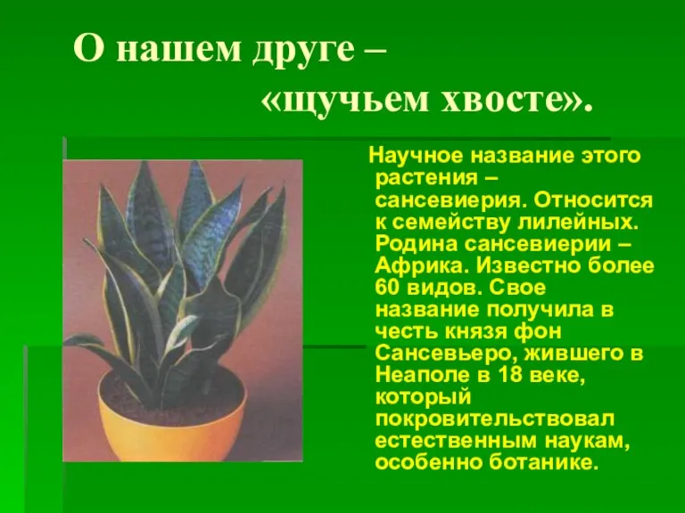 О нашем друге – «щучьем хвосте». Научное название этого растения – сансевиерия.