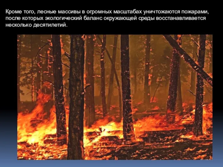 Кроме того, лесные массивы в огромных масштабах уничтожаются пожарами, после которых экологический