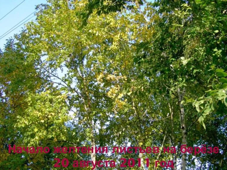 Начало желтения листьев на берёзе 20 августа 2011 год