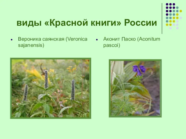 виды «Красной книги» России Вероника саянская (Veronica sajanensis) Аконит Паско (Aconitum pascoi)