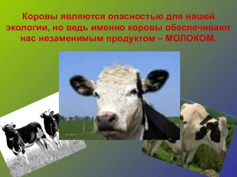 Коровы являются опасностью для нашей экологии, но ведь именно коровы обеспечивают нас незаменимым продуктом – МОЛОКОМ.