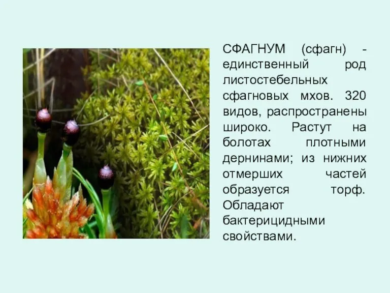 СФАГНУМ (сфагн) - единственный род листостебельных сфагновых мхов. 320 видов, распространены широко.
