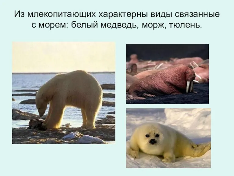 Из млекопитающих характерны виды связанные с морем: белый медведь, морж, тюлень.
