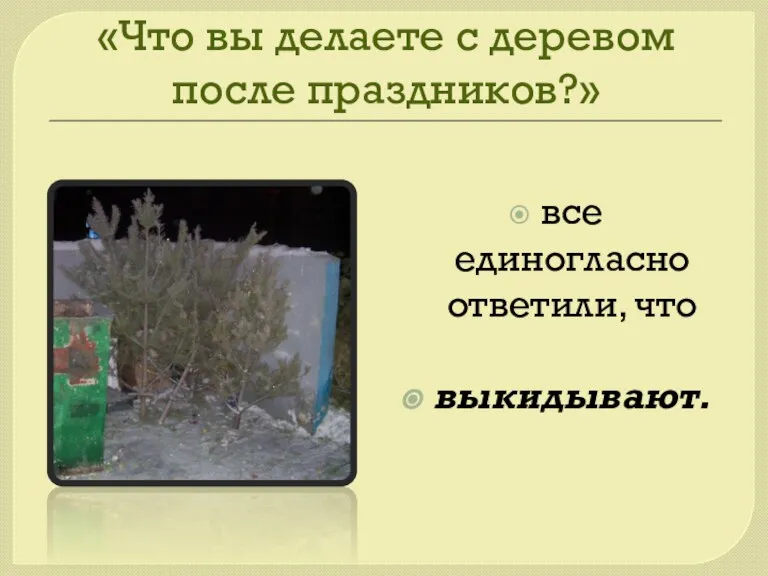 «Что вы делаете с деревом после праздников?» все единогласно ответили, что выкидывают.