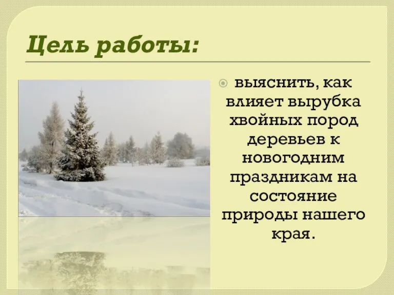 Цель работы: выяснить, как влияет вырубка хвойных пород деревьев к новогодним праздникам