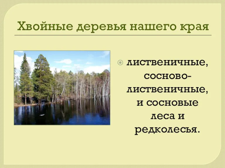 Хвойные деревья нашего края лиственичные, сосново-лиственичные, и сосновые леса и редколесья.