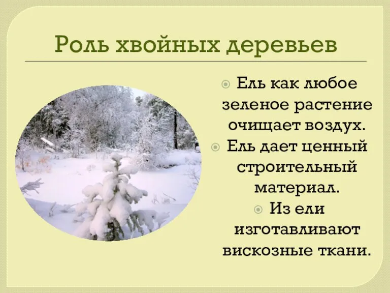 Роль хвойных деревьев Ель как любое зеленое растение очищает воздух. Ель дает