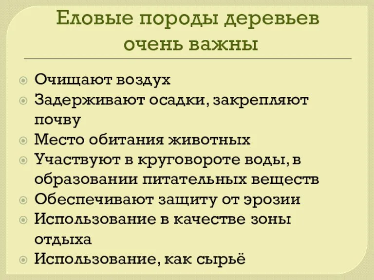 Еловые породы деревьев очень важны Очищают воздух Задерживают осадки, закрепляют почву Место