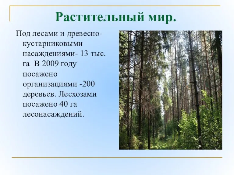 Растительный мир. Под лесами и древесно-кустарниковыми насаждениями- 13 тыс. га В 2009