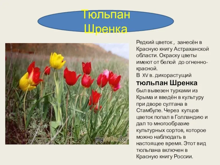 Тюльпан Шренка Редкий цветок , занесён в Красную книгу Астраханской области. Окраску