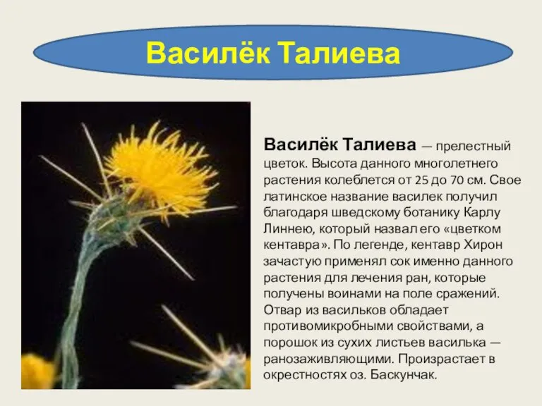 Василёк Талиева Василёк Талиева — прелестный цветок. Высота данного многолетнего растения колеблется