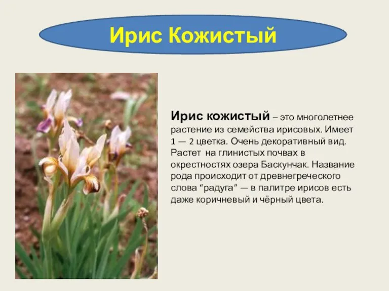 Ирис Кожистый Ирис кожистый – это многолетнее растение из семейства ирисовых. Имеет