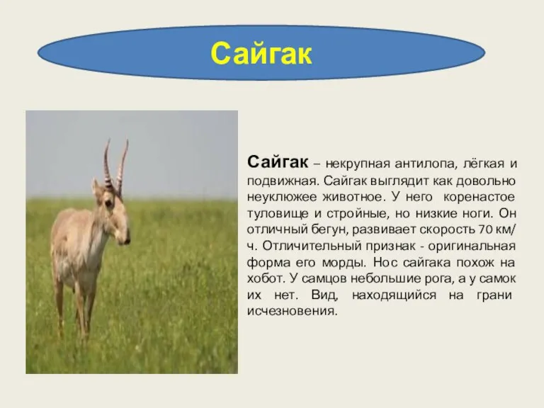 Сайгак Сайгак – некрупная антилопа, лёгкая и подвижная. Сайгак выглядит как довольно