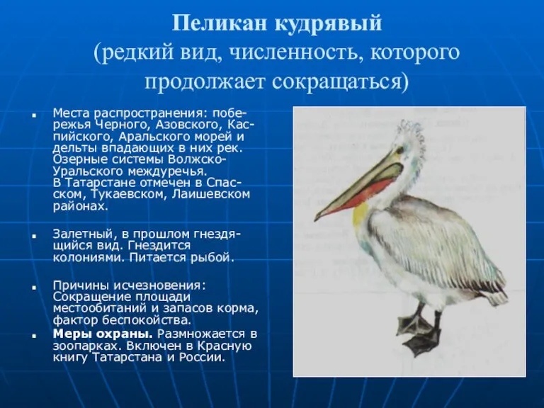 Пеликан кудрявый (редкий вид, численность, которого продолжает сокращаться) Места распространения: побе-режья Черного,