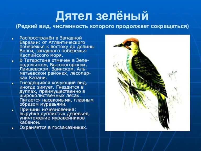 Дятел зелёный (Редкий вид, численность которого продолжает сокращаться) Распространён в Западной Евразии: