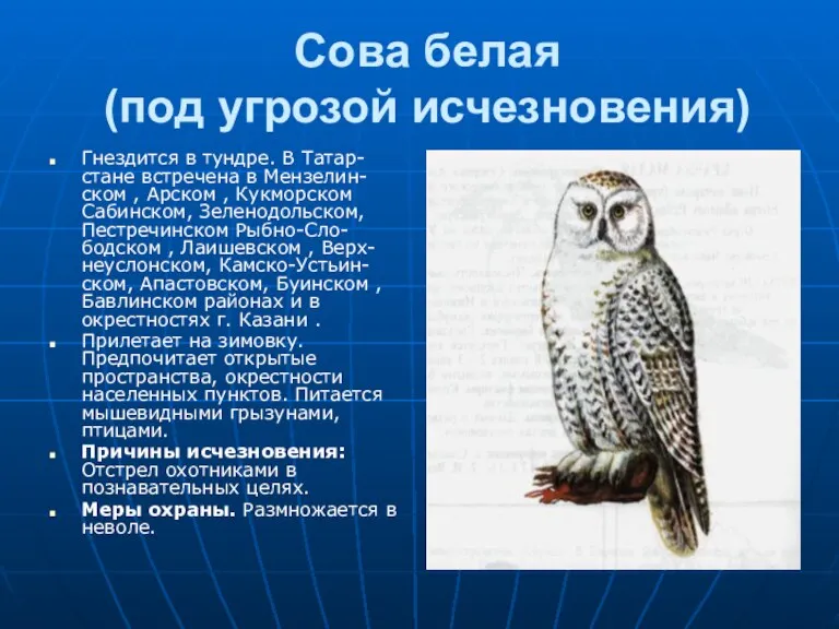 Сова белая (под угрозой исчезновения) Гнездится в тундре. В Татар-стане встречена в