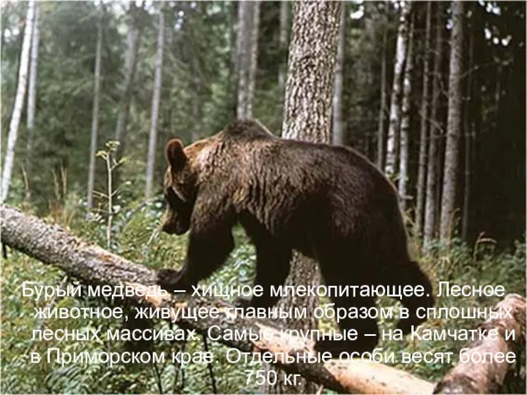 Бурый медведь – хищное млекопитающее. Лесное животное, живущее главным образом в сплошных