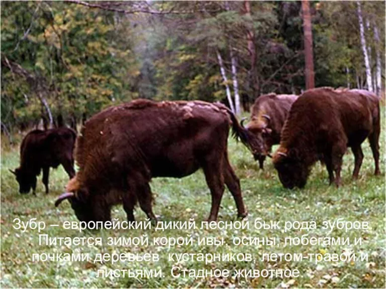 Зубр – европейский дикий лесной бык рода зубров. Питается зимой корой ивы,
