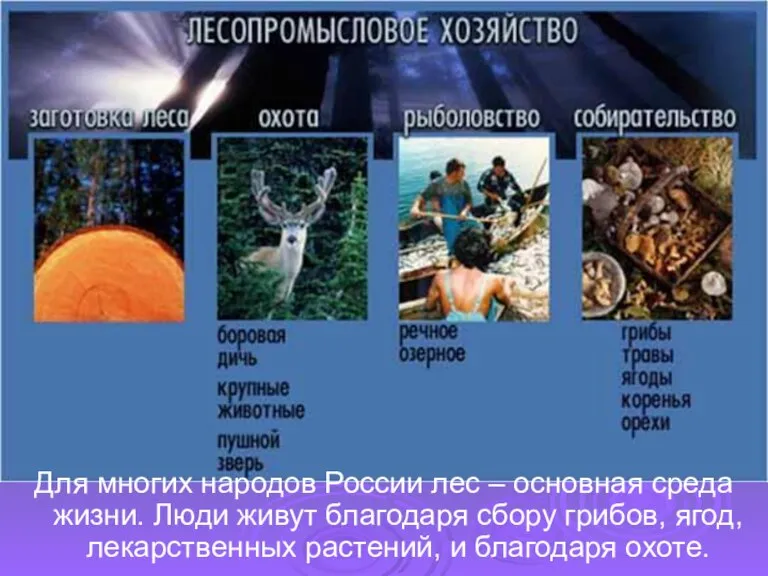 Для многих народов России лес – основная среда жизни. Люди живут благодаря