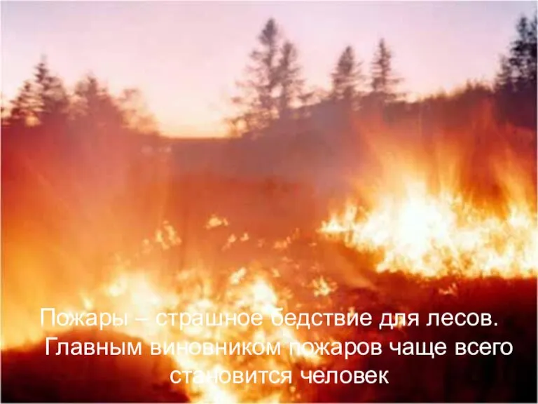 Пожары – страшное бедствие для лесов. Главным виновником пожаров чаще всего становится человек