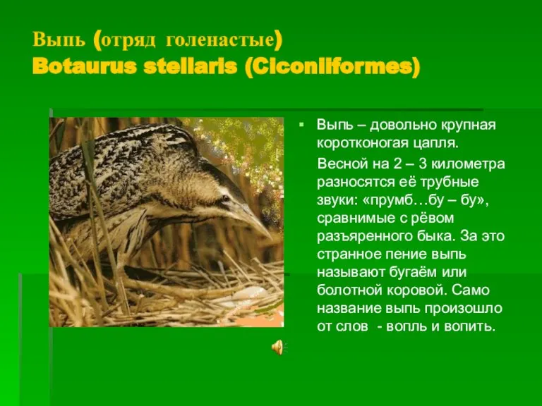 Выпь (отряд голенастые) Botaurus stellaris (Ciconiiformes) Выпь – довольно крупная коротконогая цапля.