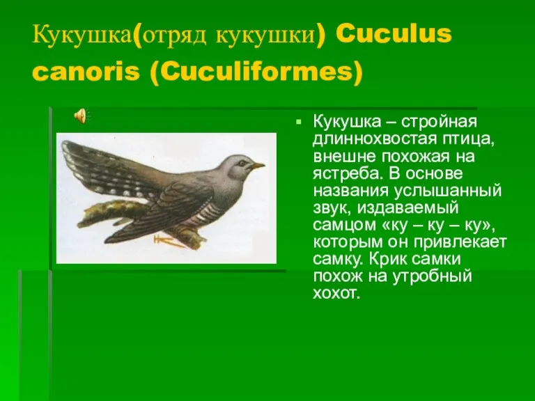 Кукушка(отряд кукушки) Cuculus canoris (Cuculiformes) Кукушка – стройная длиннохвостая птица, внешне похожая