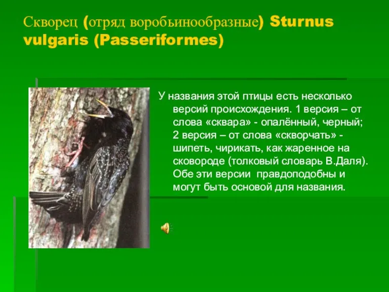 Скворец (отряд воробьинообразные) Sturnus vulgaris (Passeriformes) У названия этой птицы есть несколько