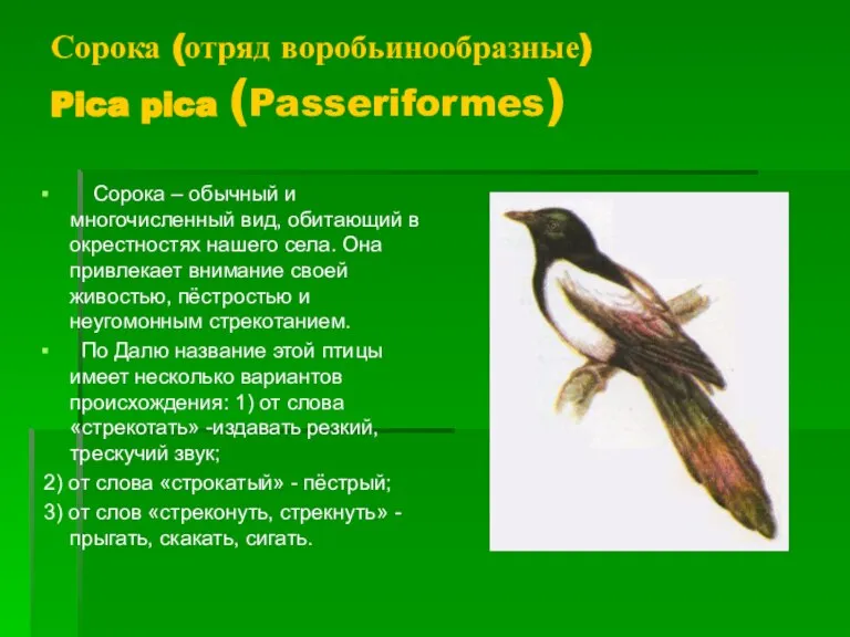 Сорока (отряд воробьинообразные) Pica pica (Passeriformes) Сорока – обычный и многочисленный вид,