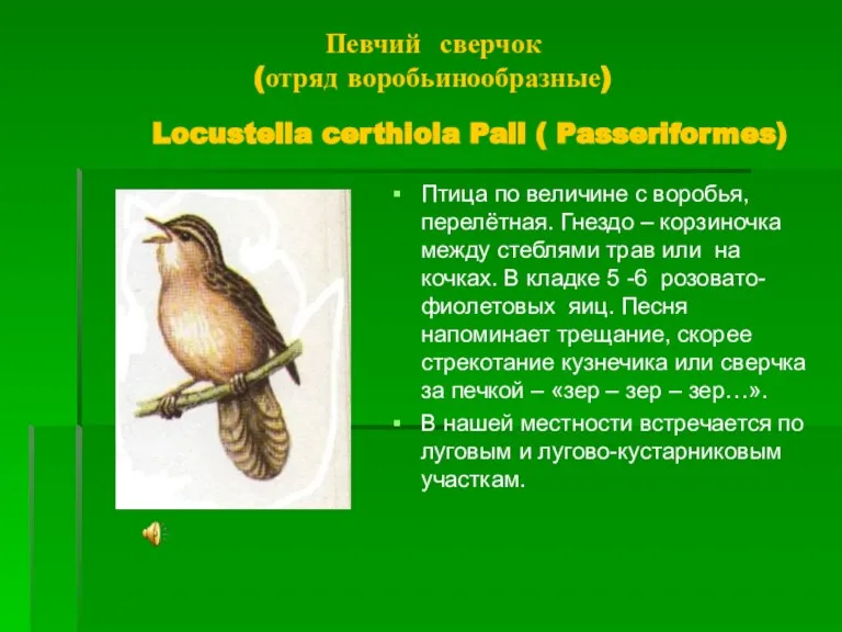 Певчий сверчок (отряд воробьинообразные) Locustella certhiola Pall ( Passeriformes) Птица по величине