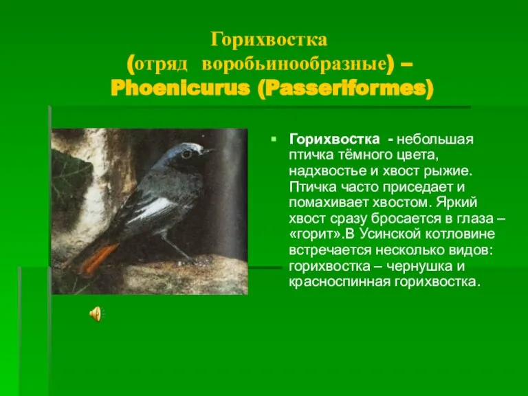 Горихвостка (отряд воробьинообразные) – Phoenicurus (Passeriformes) Горихвостка - небольшая птичка тёмного цвета,
