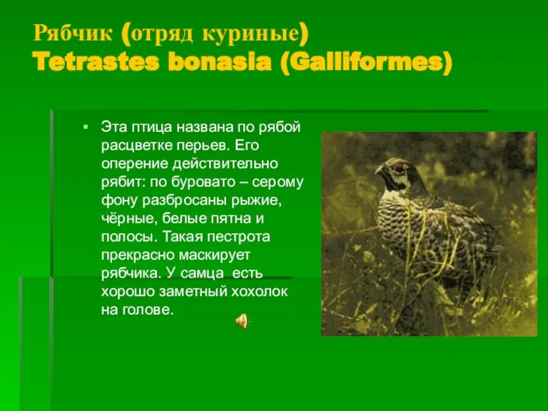 Рябчик (отряд куриные) Tetrastes bonasia (Galliformes) Эта птица названа по рябой расцветке