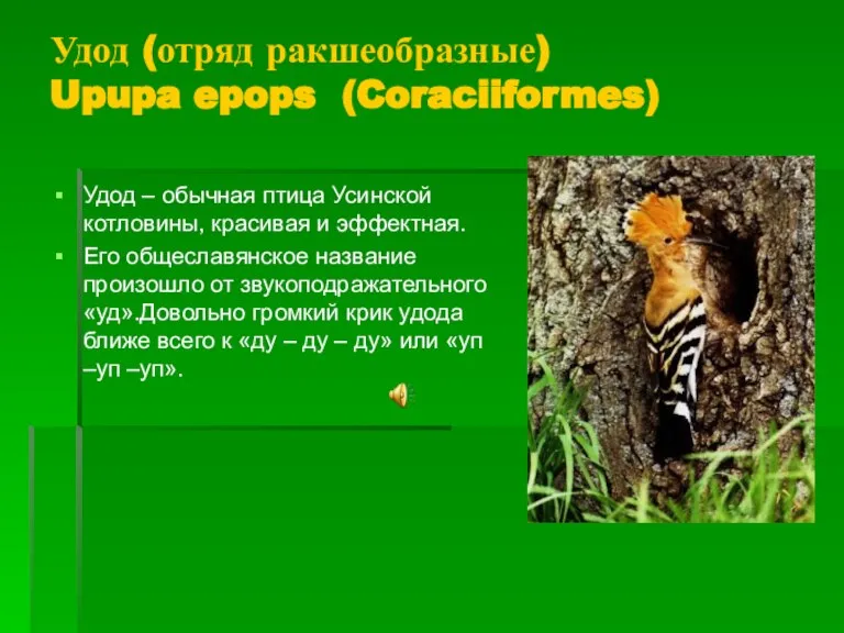 Удод (отряд ракшеобразные) Upupa epops (Coraciiformes) Удод – обычная птица Усинской котловины,