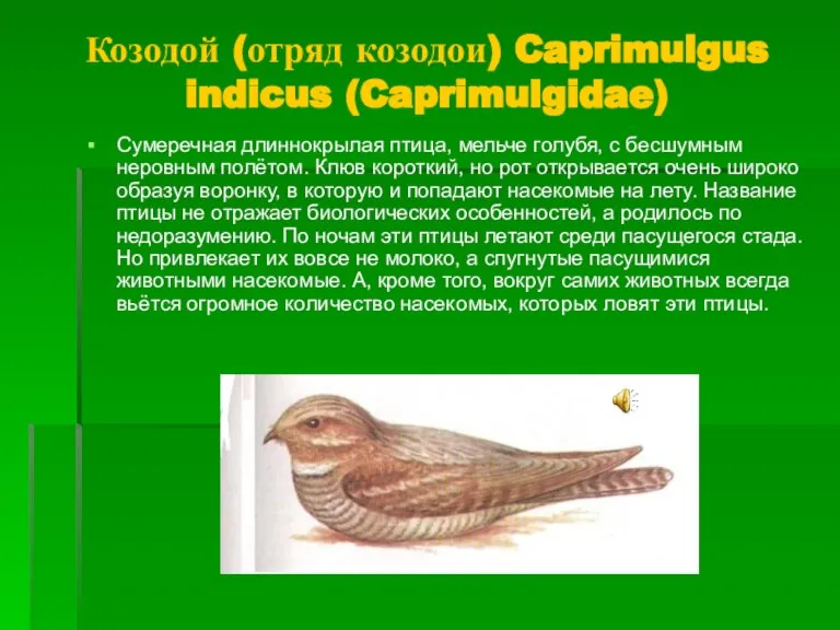 Козодой (отряд козодои) Caprimulgus indicus (Caprimulgidae) Сумеречная длиннокрылая птица, мельче голубя, с