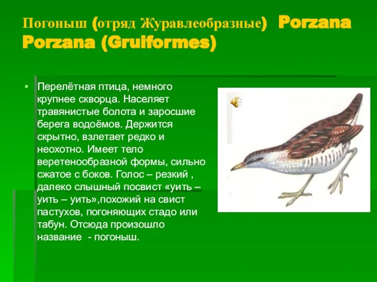 Погоныш (отряд Журавлеобразные) Porzana Porzana (Gruiformes) Перелётная птица, немного крупнее скворца. Населяет