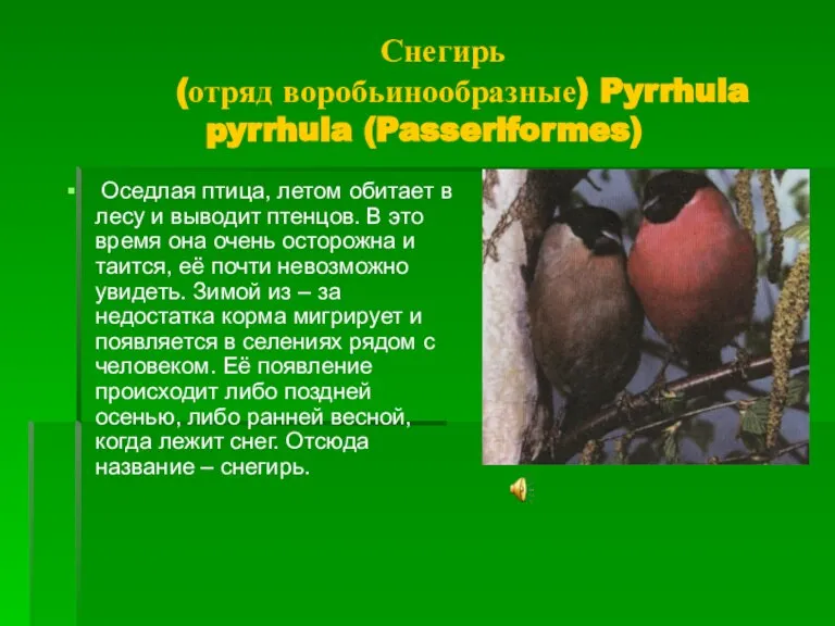 Снегирь (отряд воробьинообразные) Pyrrhula pyrrhula (Passeriformes) Оседлая птица, летом обитает в лесу