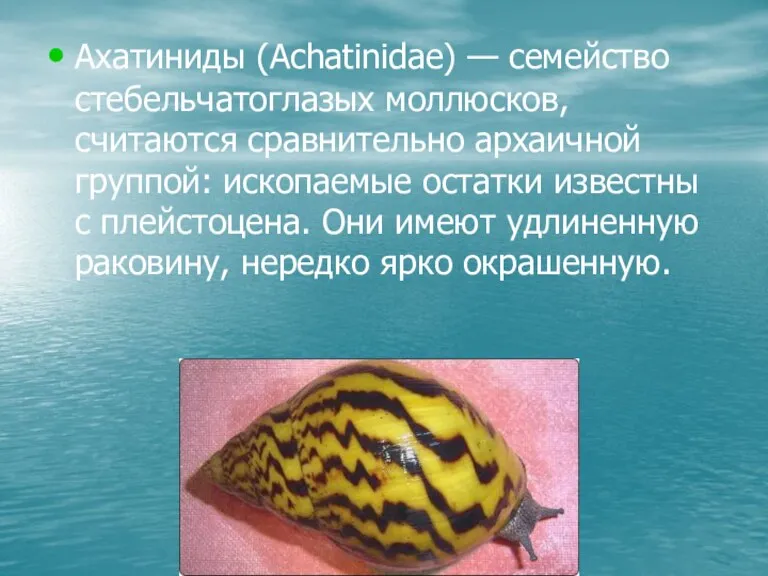 Ахатиниды (Achatinidae) — семейство стебельчатоглазых моллюсков, считаются сравнительно архаичной группой: ископаемые остатки