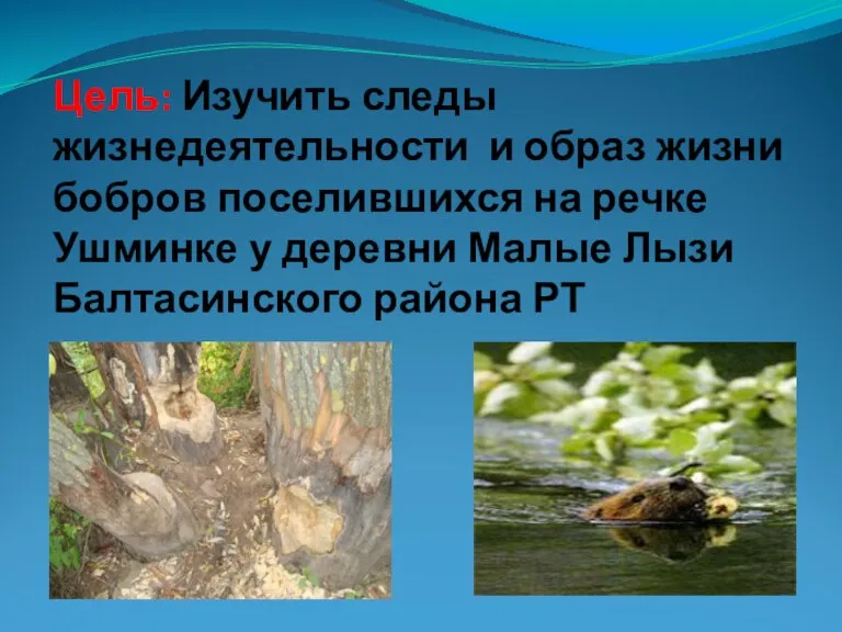 Цель: Изучить следы жизнедеятельности и образ жизни бобров поселившихся на речке Ушминке