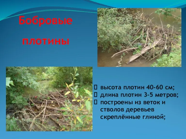 Бобровые плотины высота плотин 40-60 см; длина плотин 3-5 метров; построены из