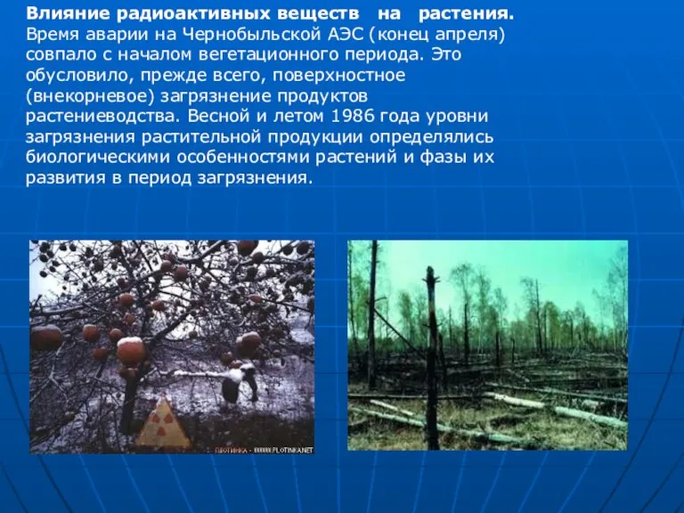 Влияние радиоактивных веществ на растения. Время аварии на Чернобыльской АЭС (конец апреля)