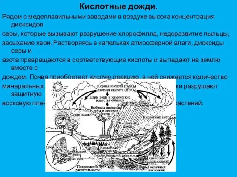 Кислотные дожди. Рядом с медеплавильными заводами в воздухе высока концентрация диоксидов серы,