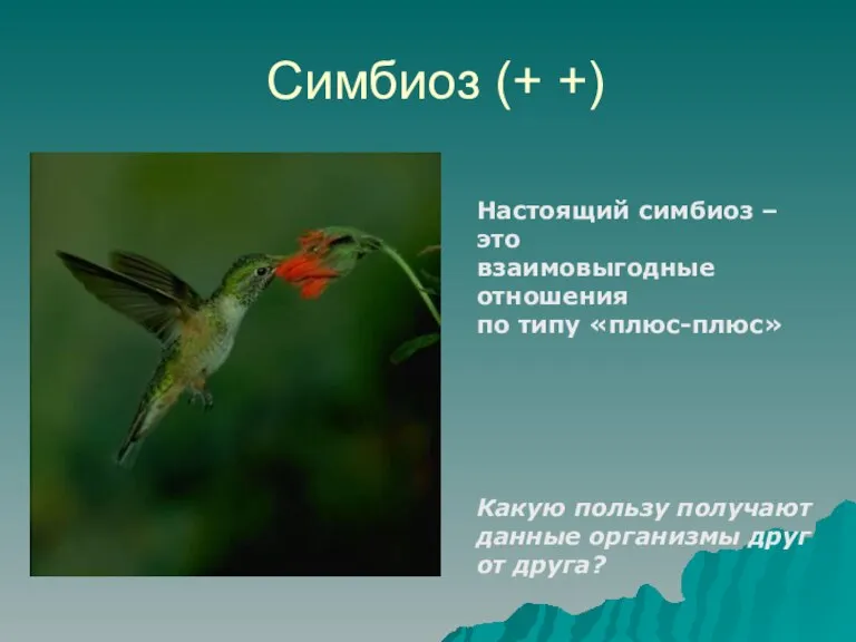 Симбиоз (+ +) Настоящий симбиоз – это взаимовыгодные отношения по типу «плюс-плюс»