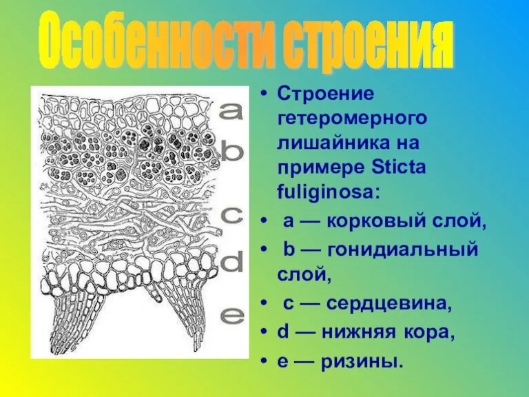 Строение гетеромерного лишайника на примере Sticta fuliginosa: a — корковый слой, b