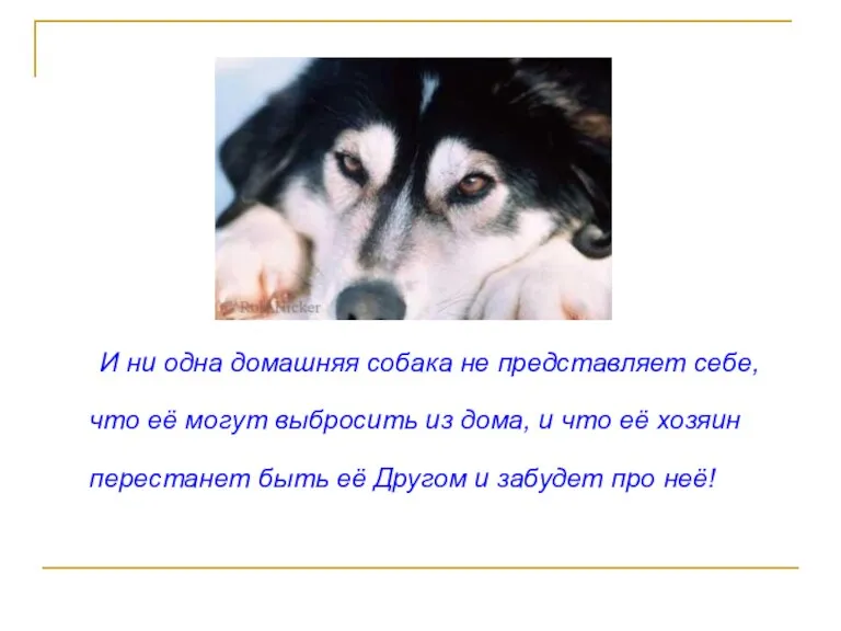 И ни одна домашняя собака не представляет себе, что её могут выбросить