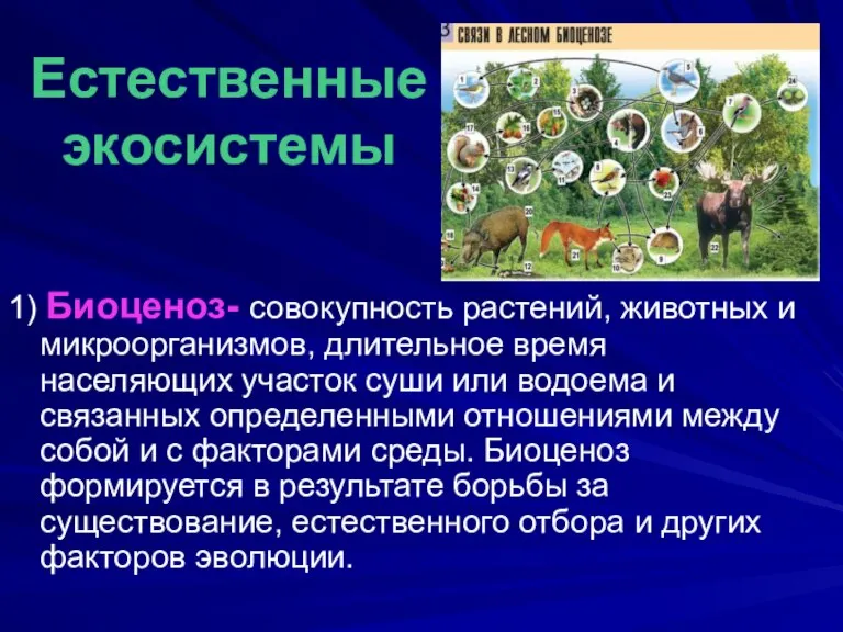 Естественные экосистемы 1) Биоценоз- совокупность растений, животных и микроорганизмов, длительное время населяющих