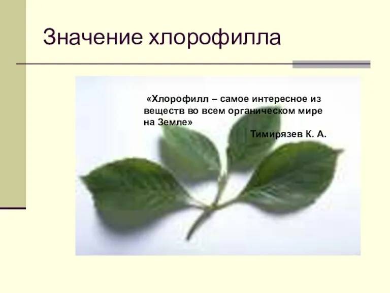 Значение хлорофилла «Хлорофилл – самое интересное из веществ во всем органическом мире