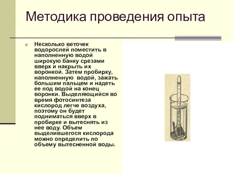 Методика проведения опыта Несколько веточек водорослей поместить в наполненную водой широкую банку