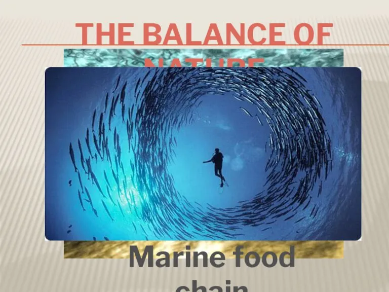 Marine food chain The balance of nature