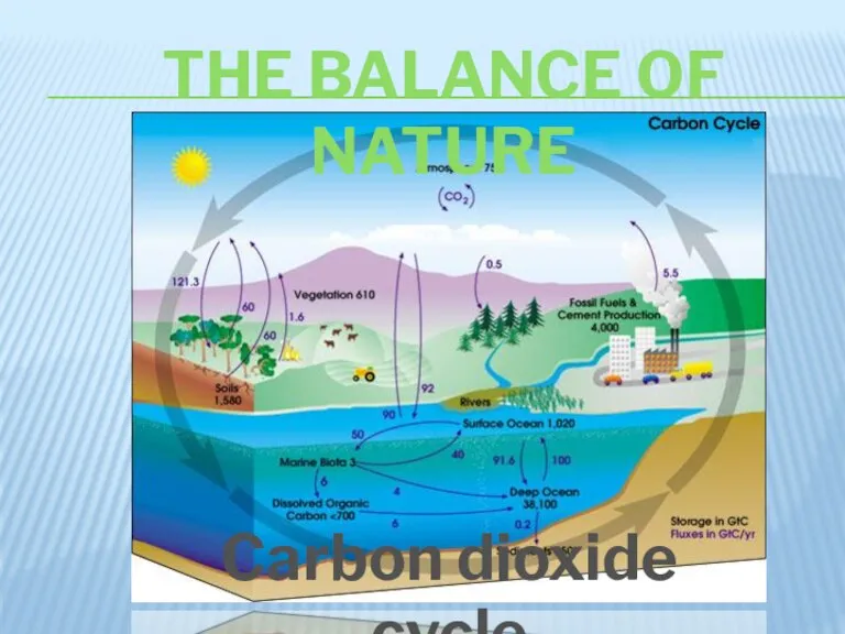 The balance of nature Carbon dioxide cycle