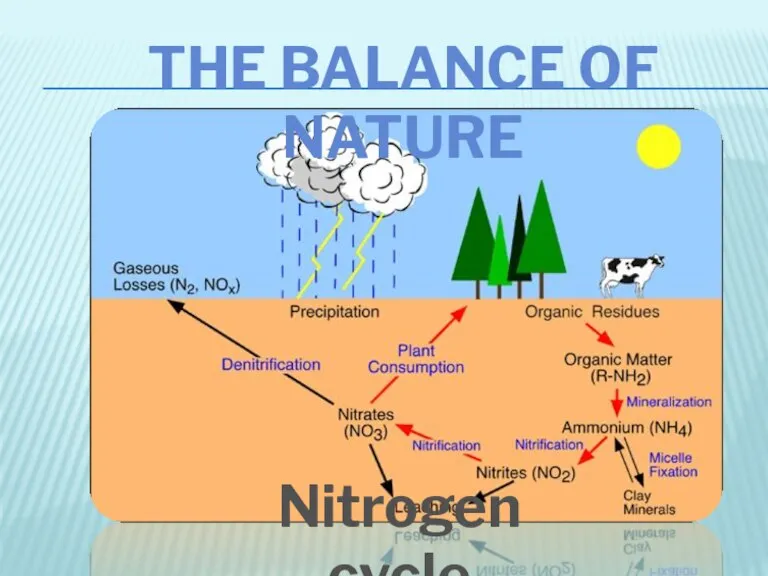 Nitrogen cycle The balance of nature